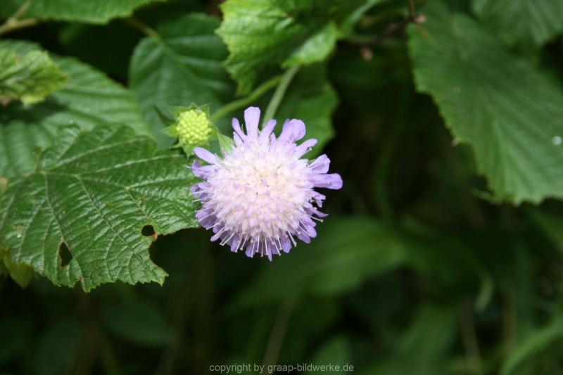 10.07.2015 - Schluchsee_16