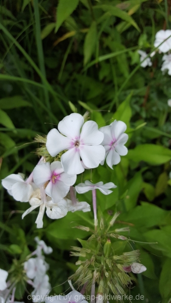 28.07.2017 - Blüten_01