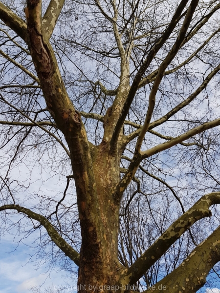 08.03.2018 - Baum_01