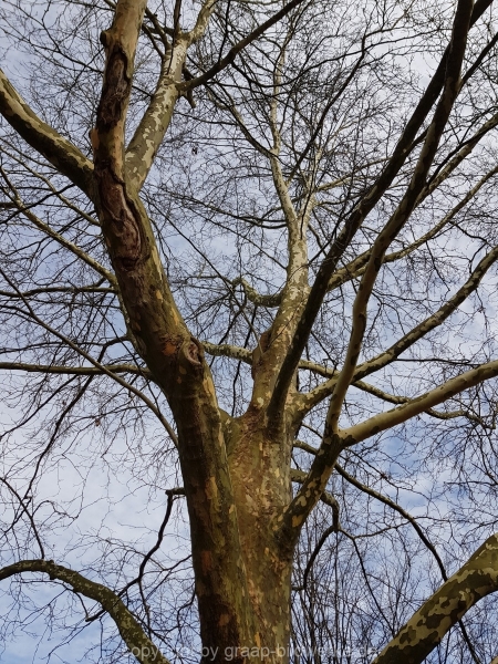 08.03.2018 - Baum_02