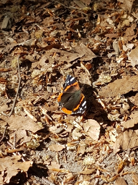 07.05.2018 - Schmetterling