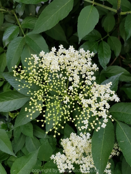 19.05.2018 - Blumen_01