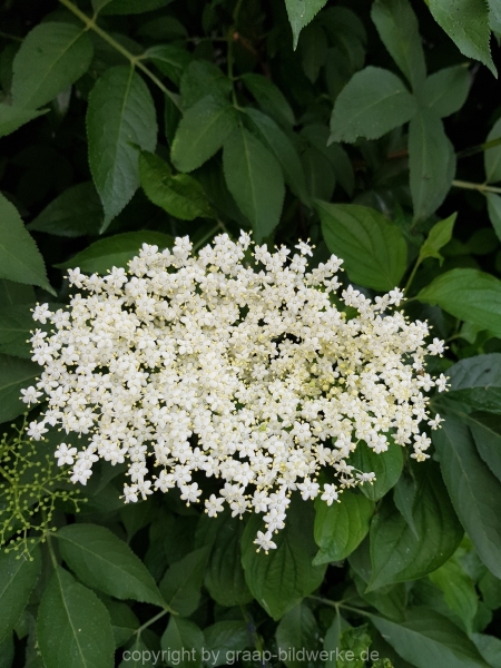 19.05.2018 - Blumen_02