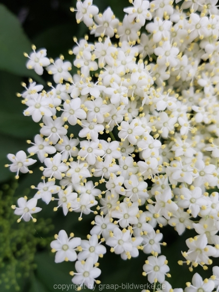 19.05.2018 - Blumen_03