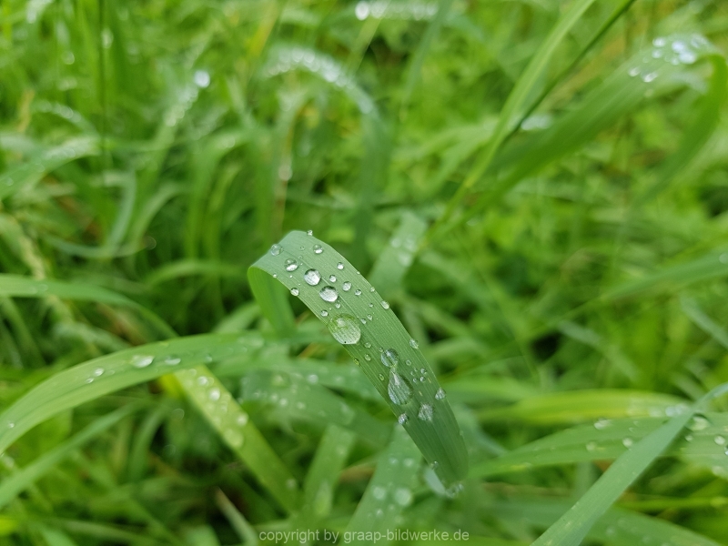 29.06.2018 - Regenbild_03