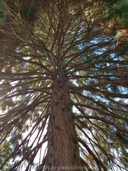 22.09.2018 - Baum