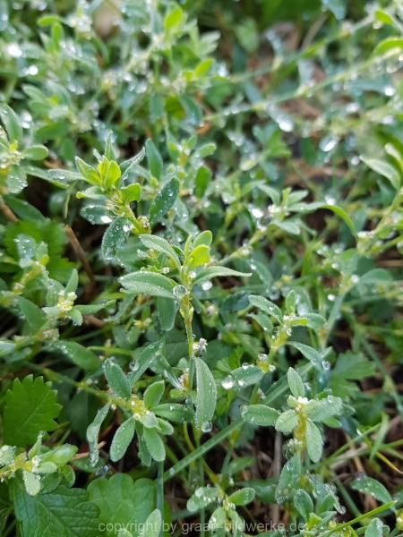 24.09.2018 - Regenbild_06