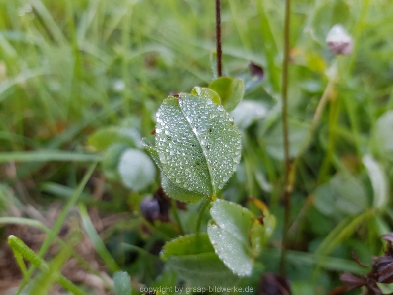 26.09.2018 - Morgentau_16