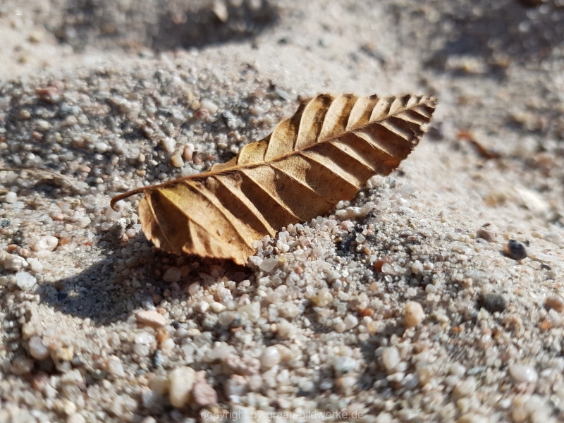08.10.2018 - Blätter_26