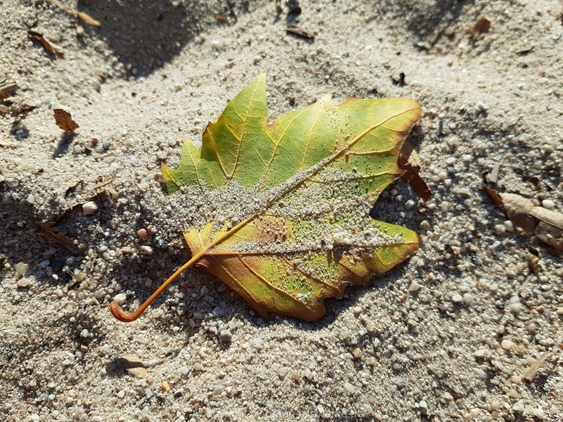 08.10.2018 - Blätter_29