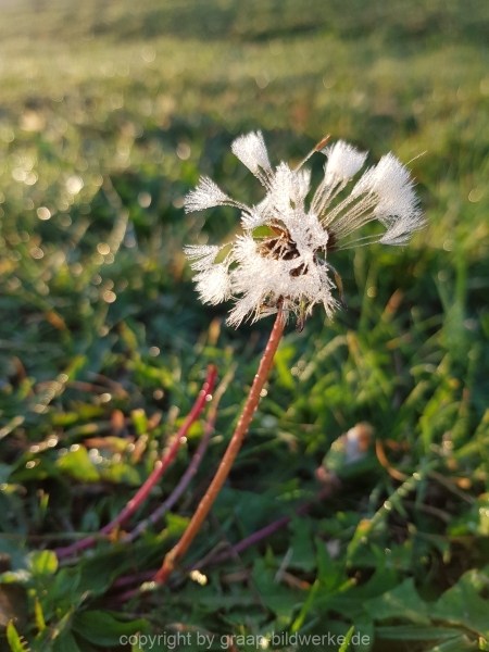 20181011_081804_01