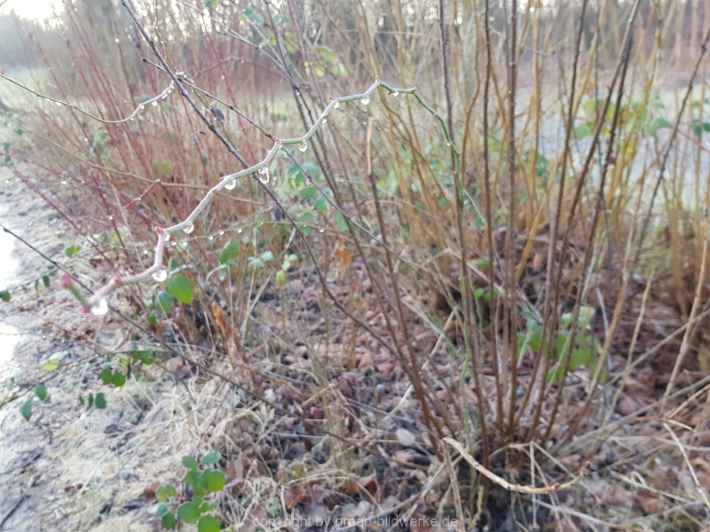 08.02.2019 - Regentropfen_02