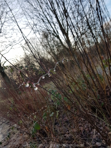 08.02.2019 - Regentropfen_01