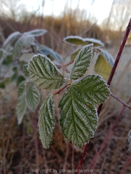14.02.2019 - Morgentau_01