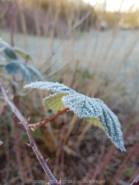 14.02.2019 - Morgentau_01