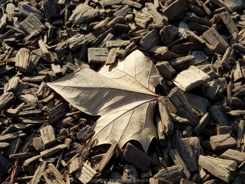 28.02.2019 - Blätter_04