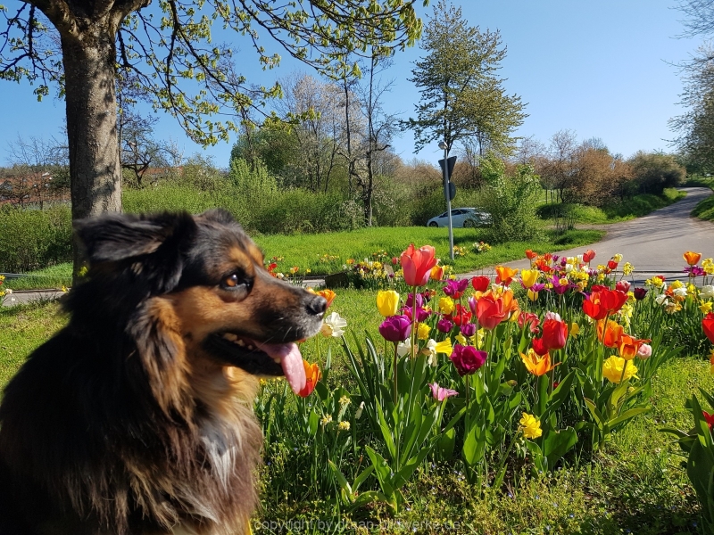 20.04.2019 - Spaziergang mit Marco_05