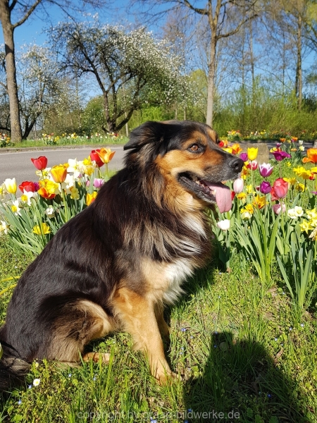 20.04.2019 - Spaziergang mit Marco_06