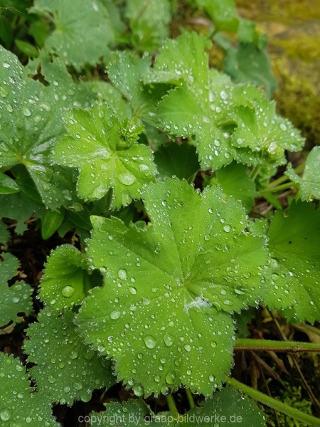 10.05.2019 - Morgentau_02