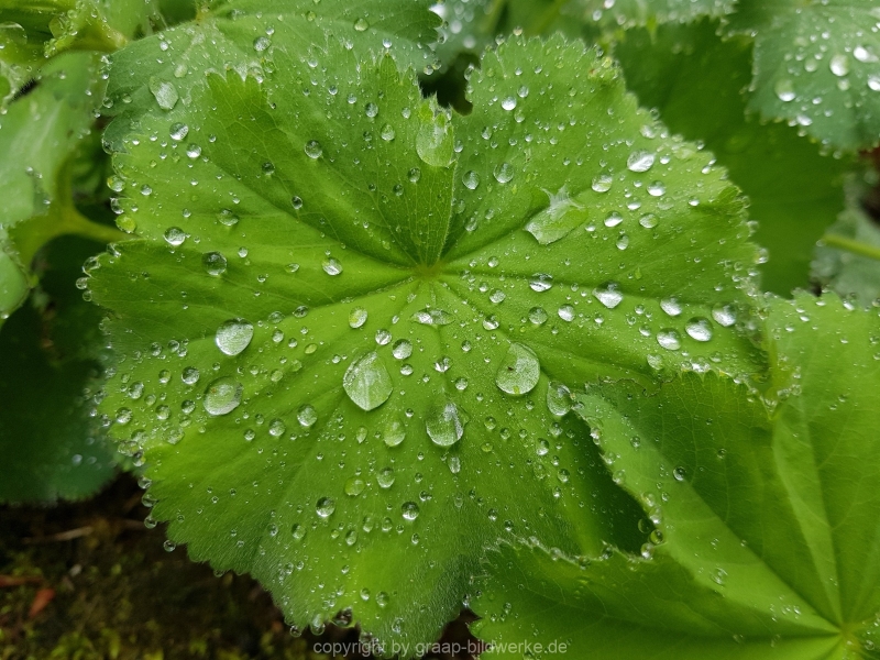 10.05.2019 - Morgentau_01