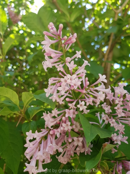 01.06.2019 - Blütenzauber_01