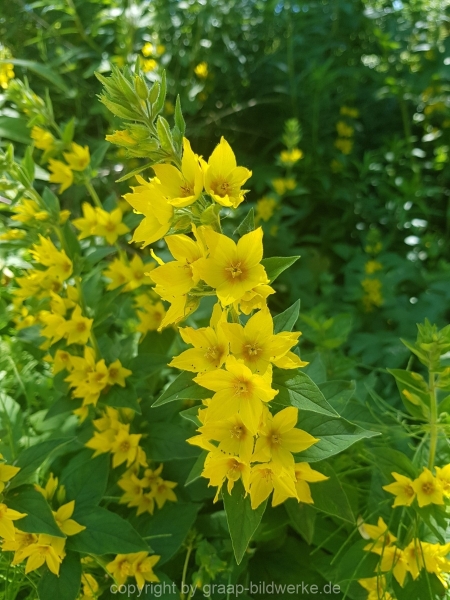 18.06.2019 - Farbtupfer in der Natur_02