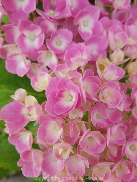 30.06.2019 - Blütenzauber_05