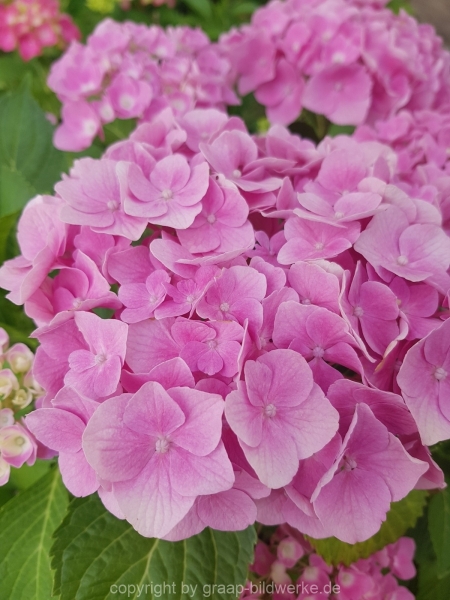 30.06.2019 - Blütenzauber_08