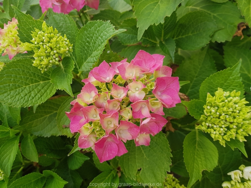 30.06.2019 - Blütenzauber_06