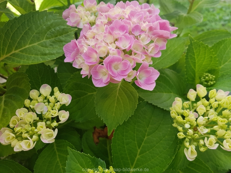 30.06.2019 - Blütenzauber_07