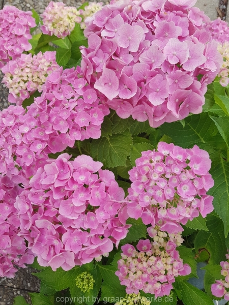 30.06.2019 - Blütenzauber_11