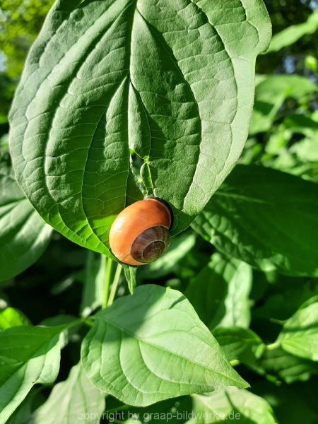 25.07.2019 - Schnecke_01