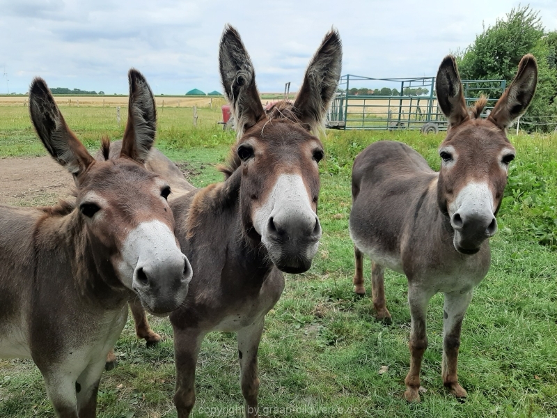04.08.2019 - Bauernhof / Blütenliebe_01