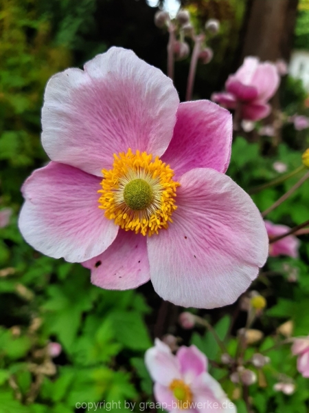 04.08.2019 - Bauernhof / Blütenliebe_02