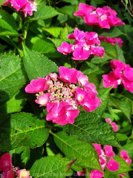 04.08.2019 - Bauernhof / Blütenliebe_05