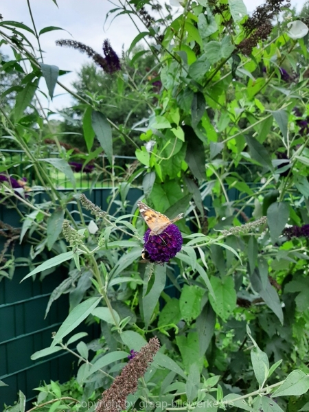 06.08.2019  - Bauernhof / Blütenliebe_08