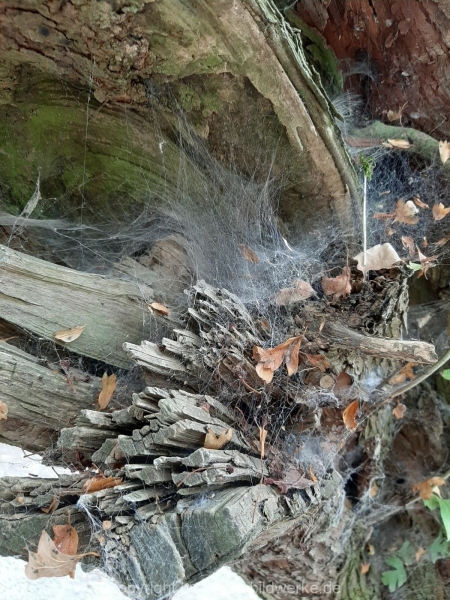 06.08.2019  - Bauernhof / Blütenliebe_11