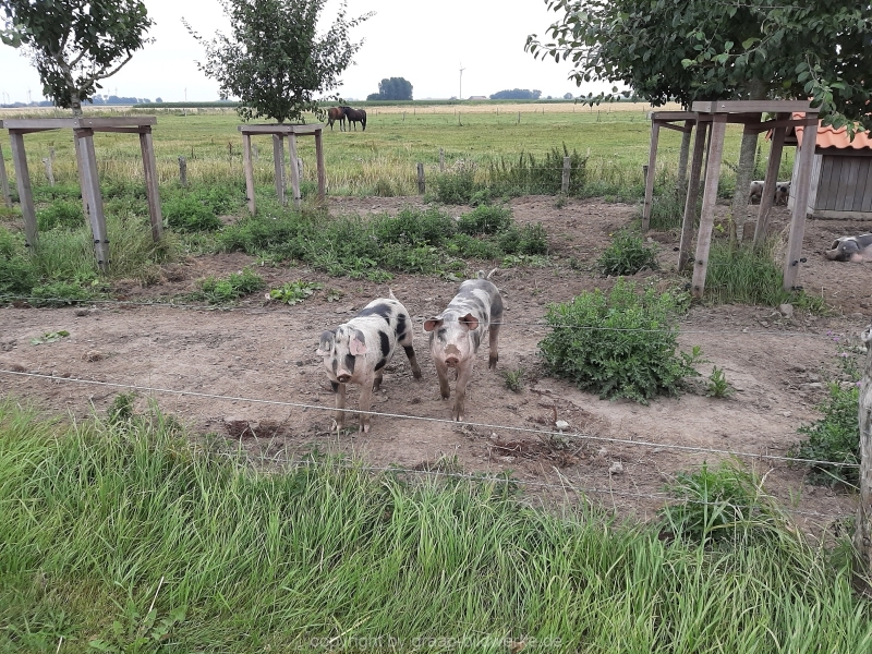 09.08.2019  - Bauernhof / Blütenliebe_11
