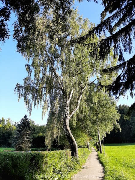 13.09.2019 - Bäume