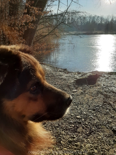 29.12.2019 - Morgenstimmung am Charlottensee_39