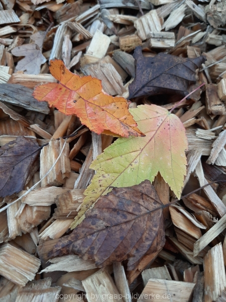 30.10.2020 - Blätter_09