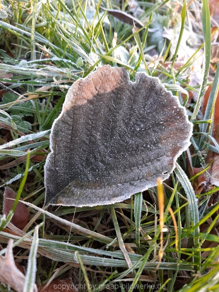 28.11.2020 - Frost_01