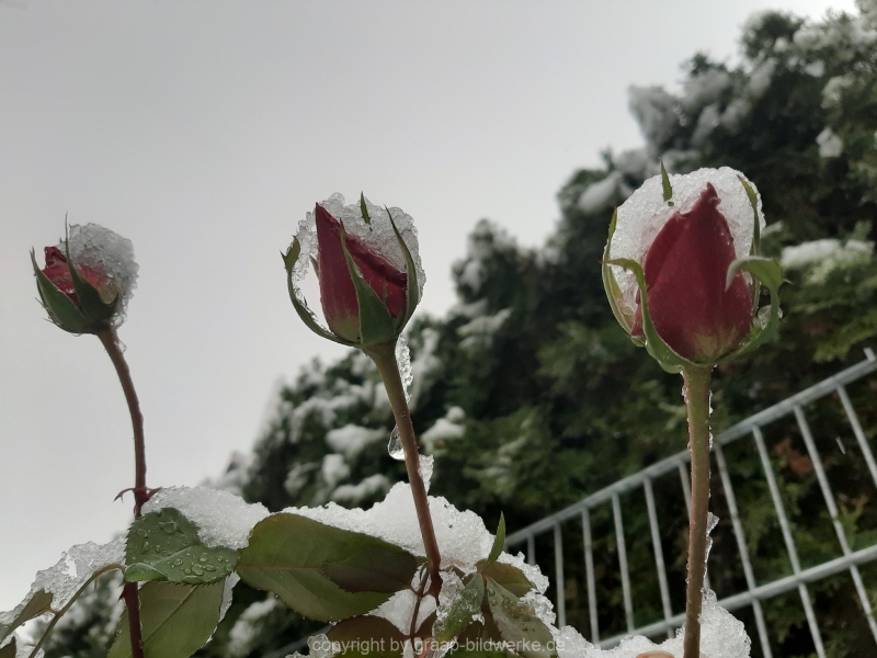 01.12.2020 - Rose im Schnee_02