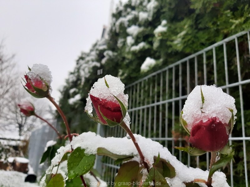 01.12.2020 - Rose im Schnee_03