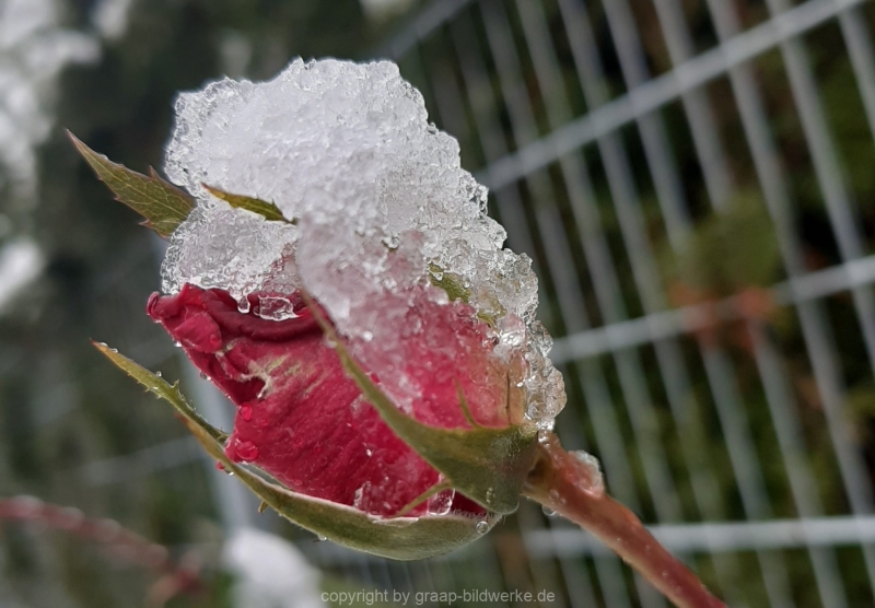 01.12.2020 - Rose im Schnee_01