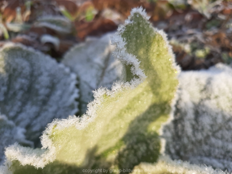 30.12.2020 - Spaziergang_04