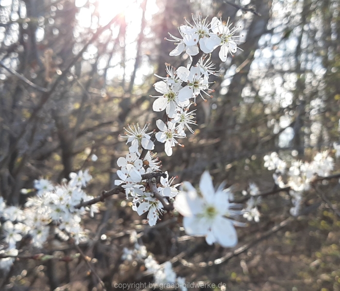 03.04.2021 - Spzaziergang mit Frühlingsgefühle_01