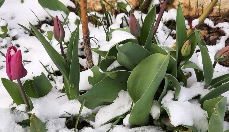 07.04.2021 - Tulpen im Schnee