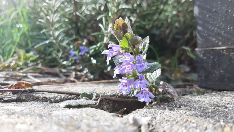 10.04.2021 - Frühlingsgrüße_03