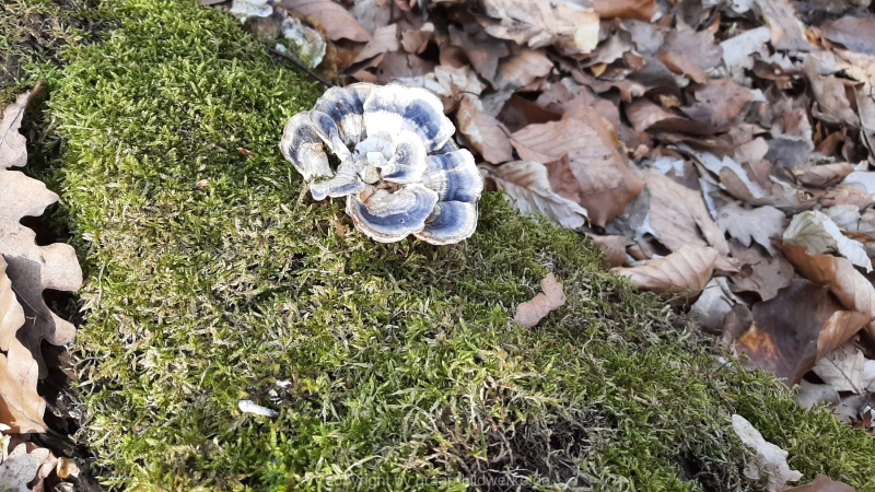10.04.2021 - Frühlingsgrüße_04